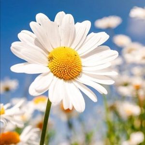 Meet your Posher, Daisy